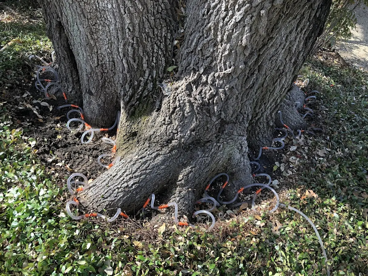 Detailed Tree Cabling and Bracing job site in English