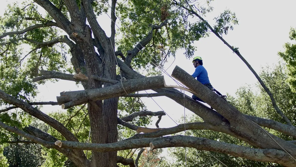 Professional Hazardous Tree Removal performed by certified arborists in English