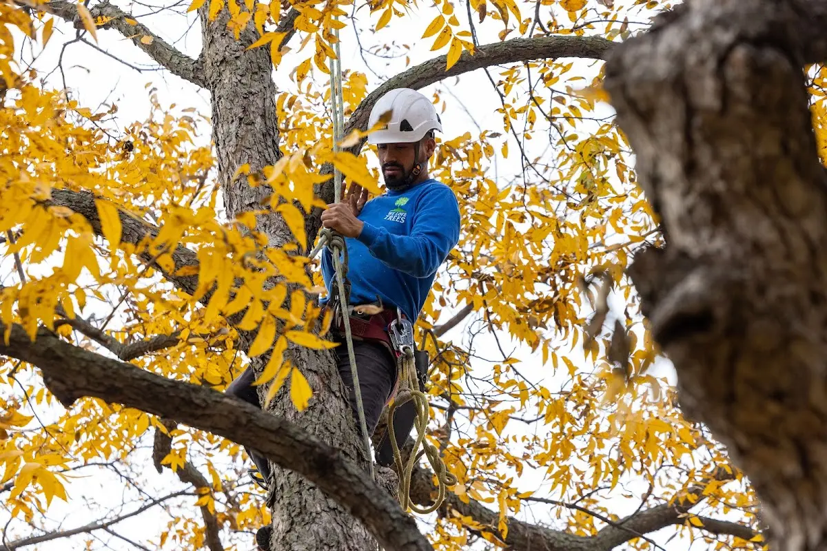 Skilled Tree Trimming crew working in English